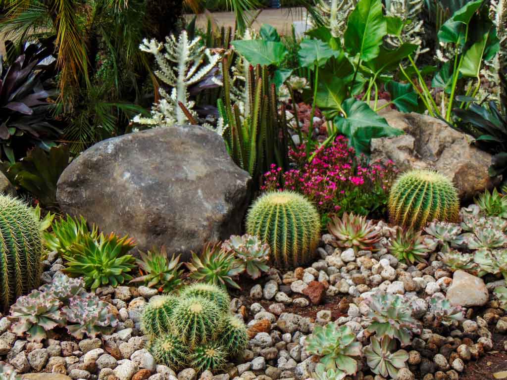 A yard that has been xeriscaped with desert plants