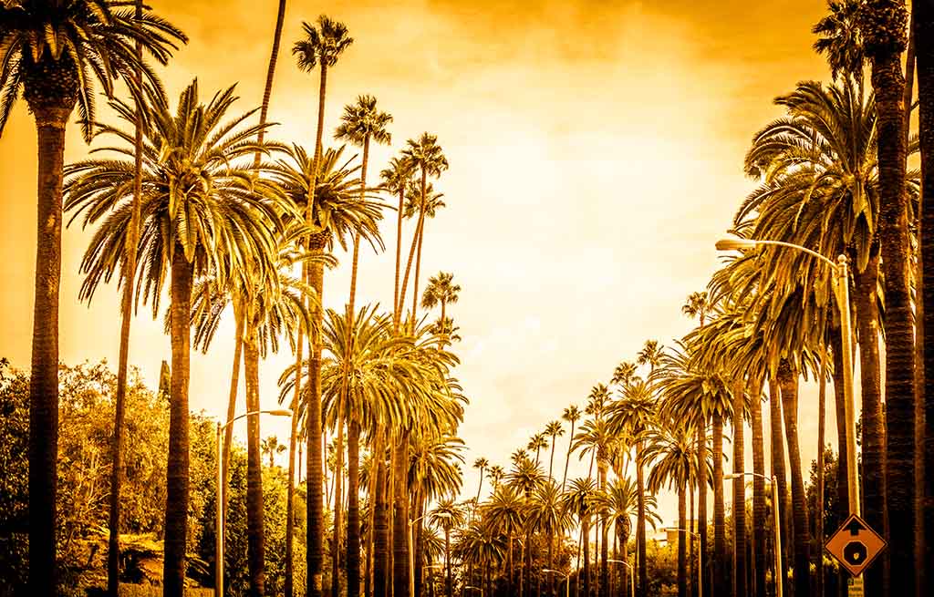 Palm trees in Los Angeles